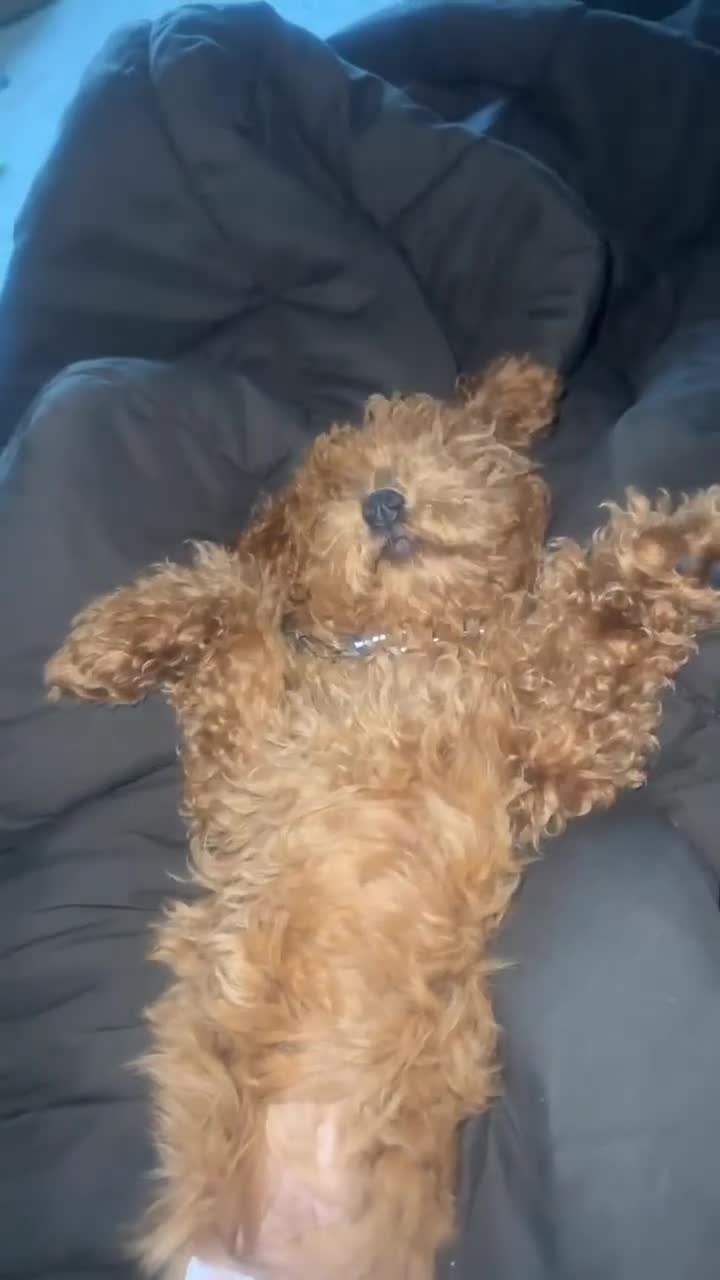 Mini Goldendoodle dogs for sale: Mini Goldendoodle Puppy 1 - Video 1