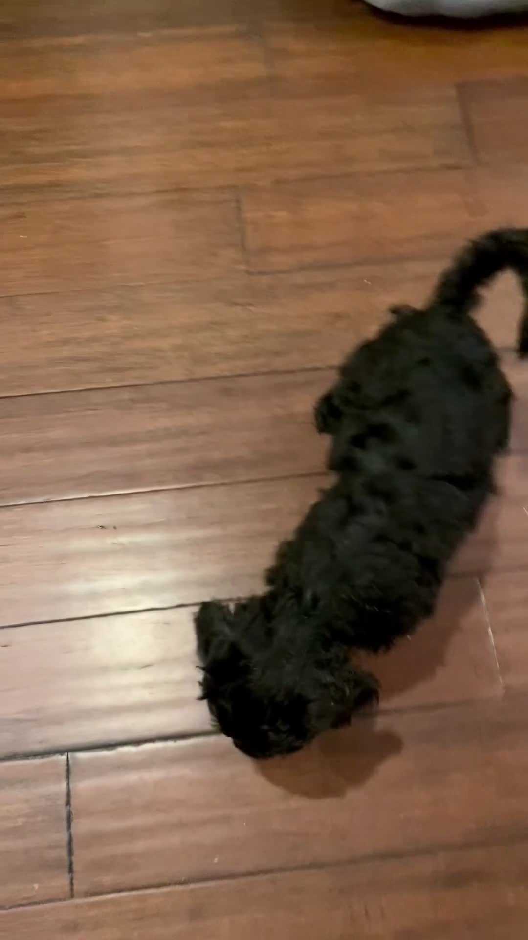 Double Doodle dogs for sale: Amy - Video 2