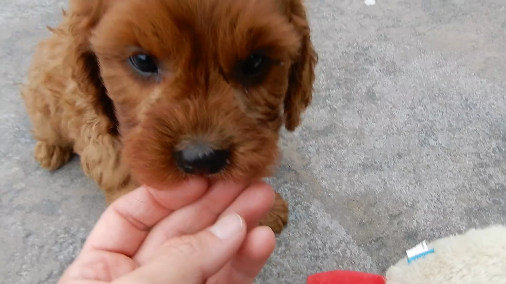 Cavapoo dogs for sale: Ginger - Video 1