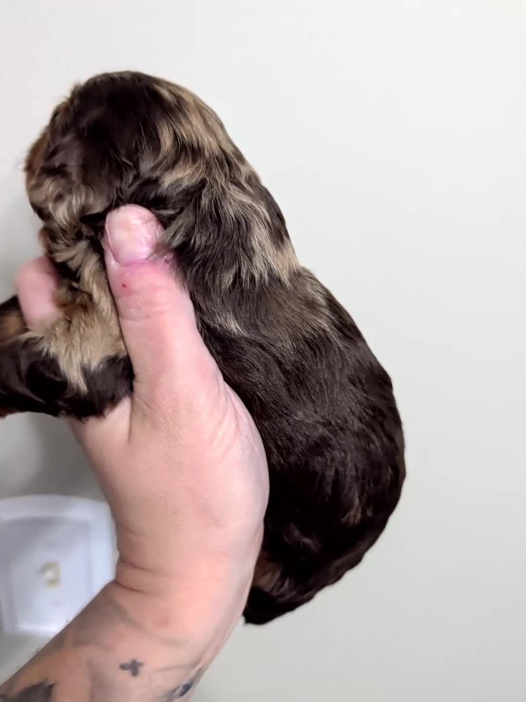 Miniature Poodle dogs for sale: Cammie - Video 1