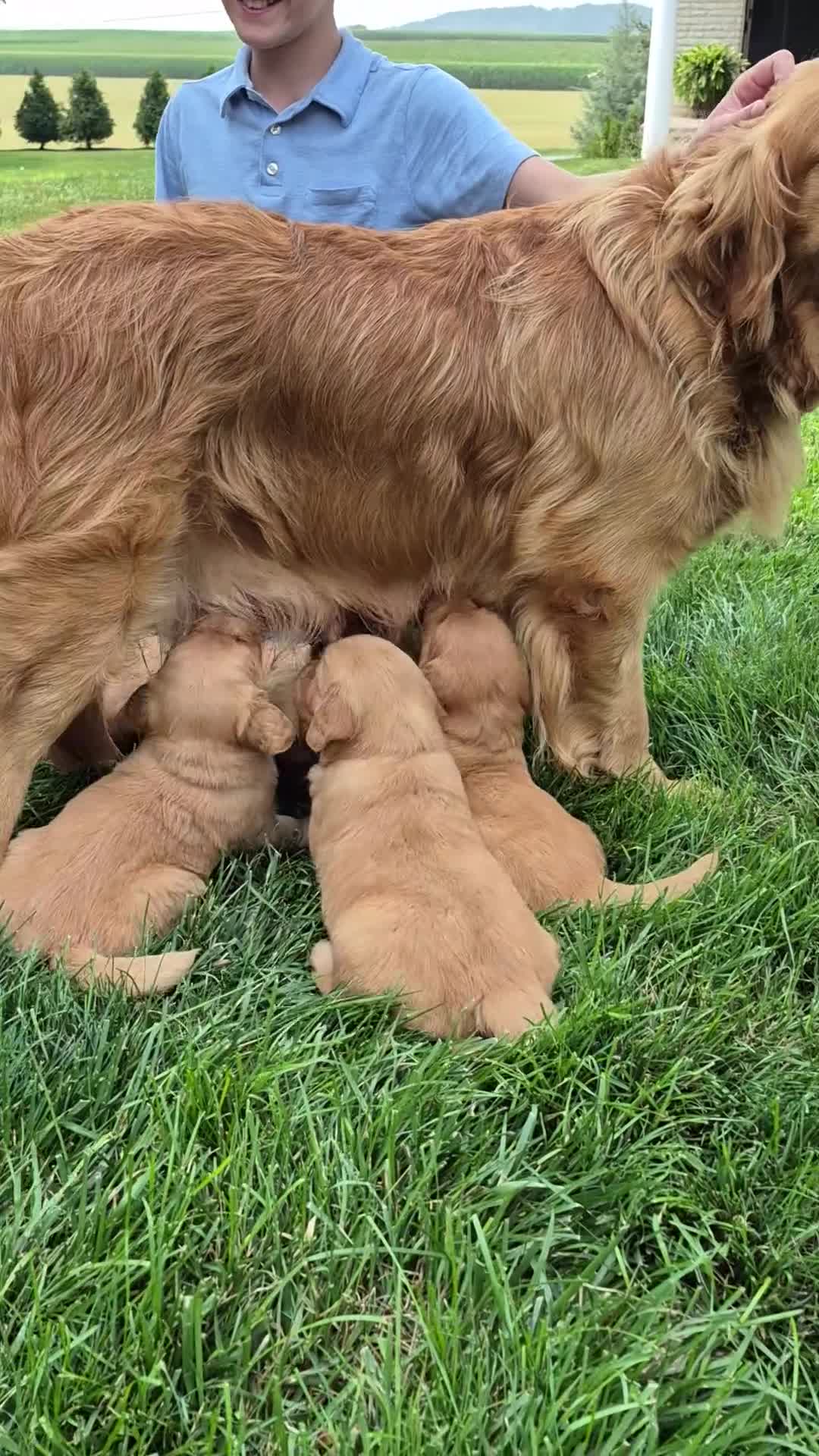 Golden Retriever dogs for sale: Starburst (White Collar) - Video 2