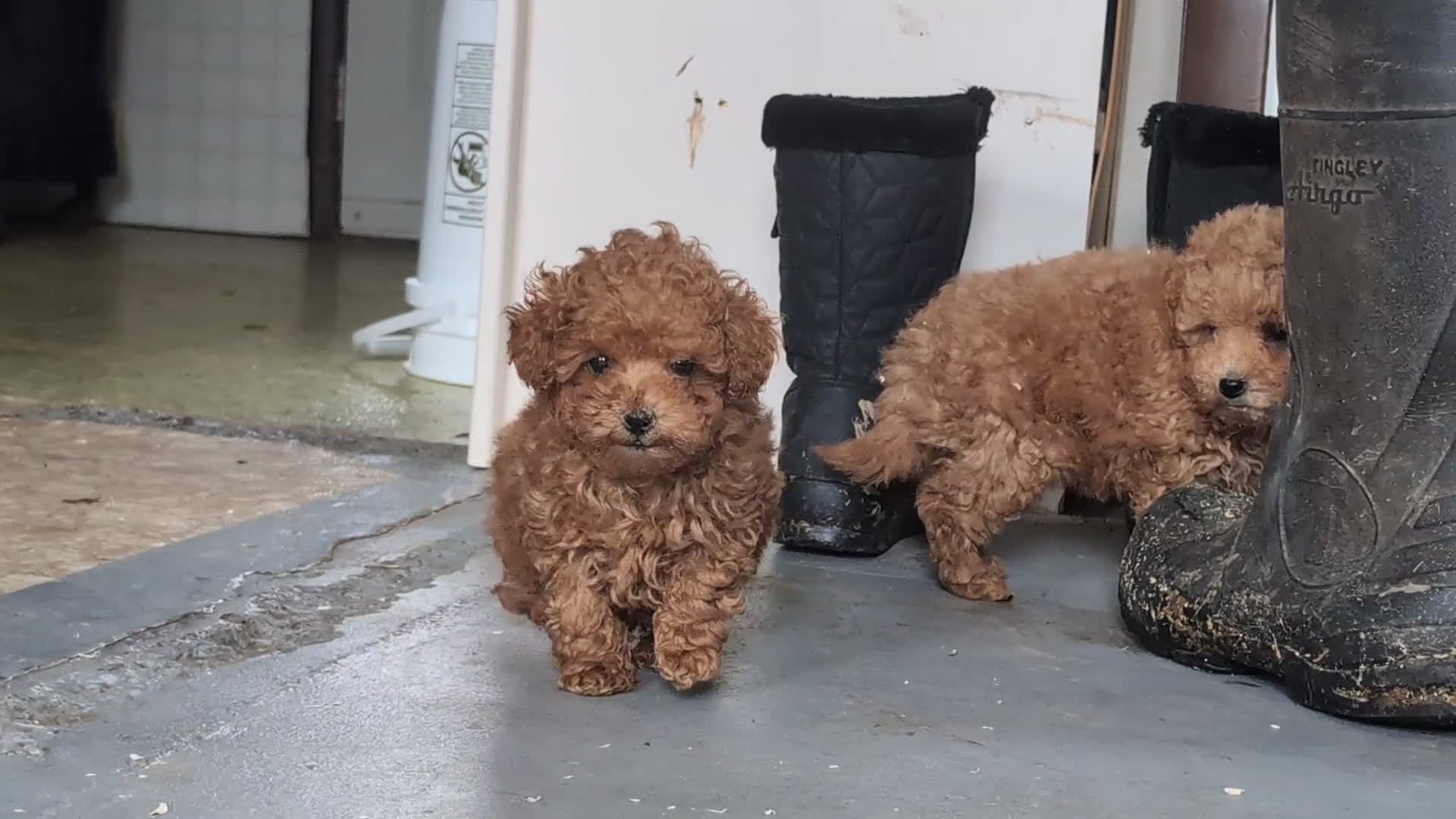 Toy Poodle dogs for sale: Eli 7 lbs Full Grown - Video 1