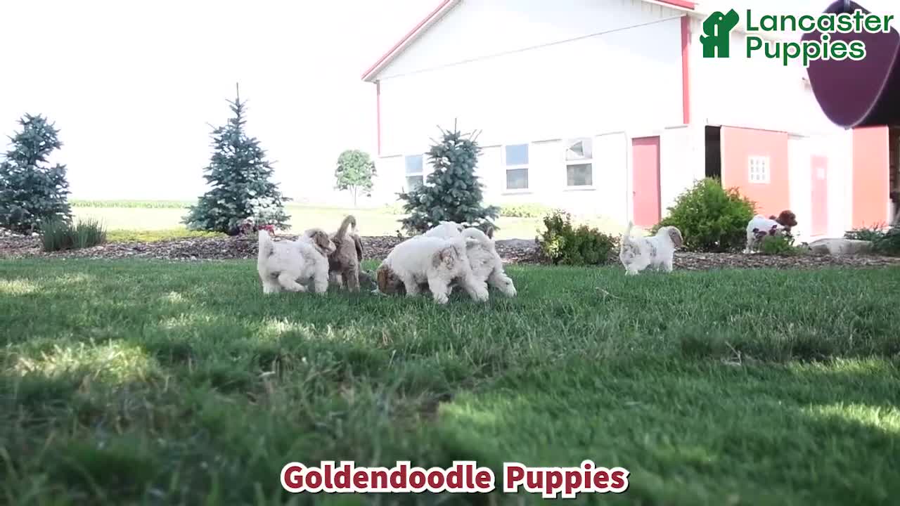 Goldendoodle dogs for sale: Brady - Video 1