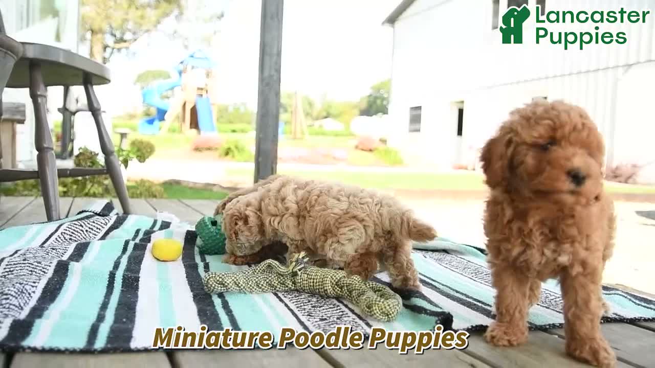 Miniature Poodle dogs for sale: Theodore - Video 1