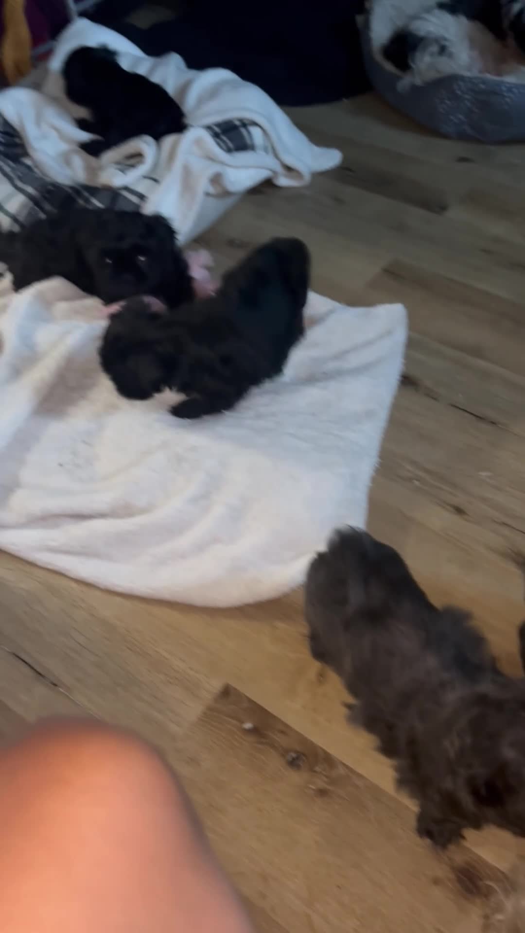 Shih Tzu dogs for sale: Shih Tzu Puppy 2 Kupkake - Video 3