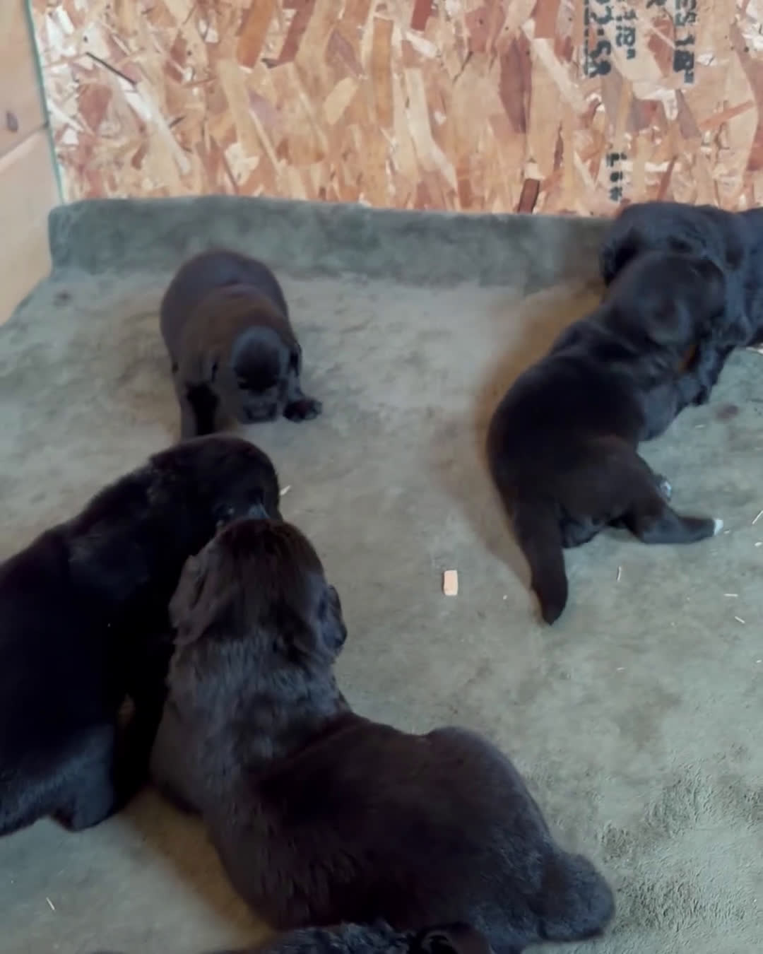 Newfoundland dogs for sale: Diesel  - Video 1