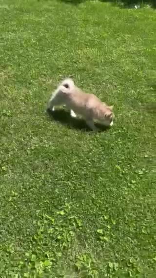 Pomsky dogs for sale: Rex - Video 1