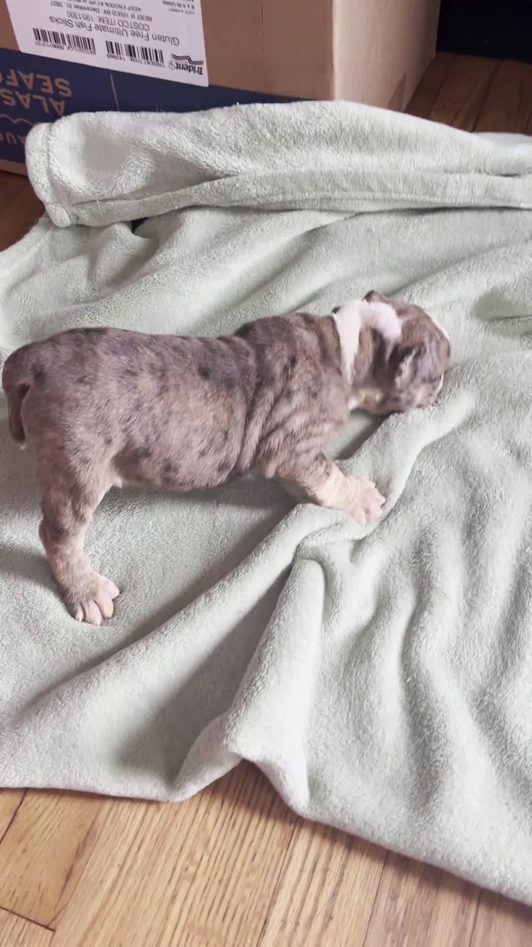 Mixed Breed dogs for sale: Tot-Tot - Video 1