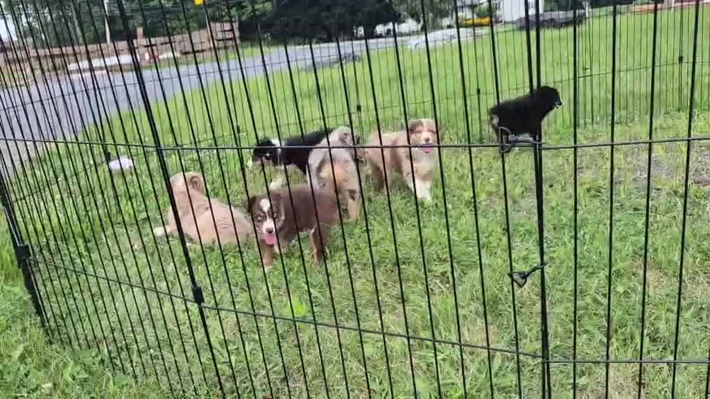 Australian Shepherd dogs for sale: Mini Australian Shepherd 4 - Video 1