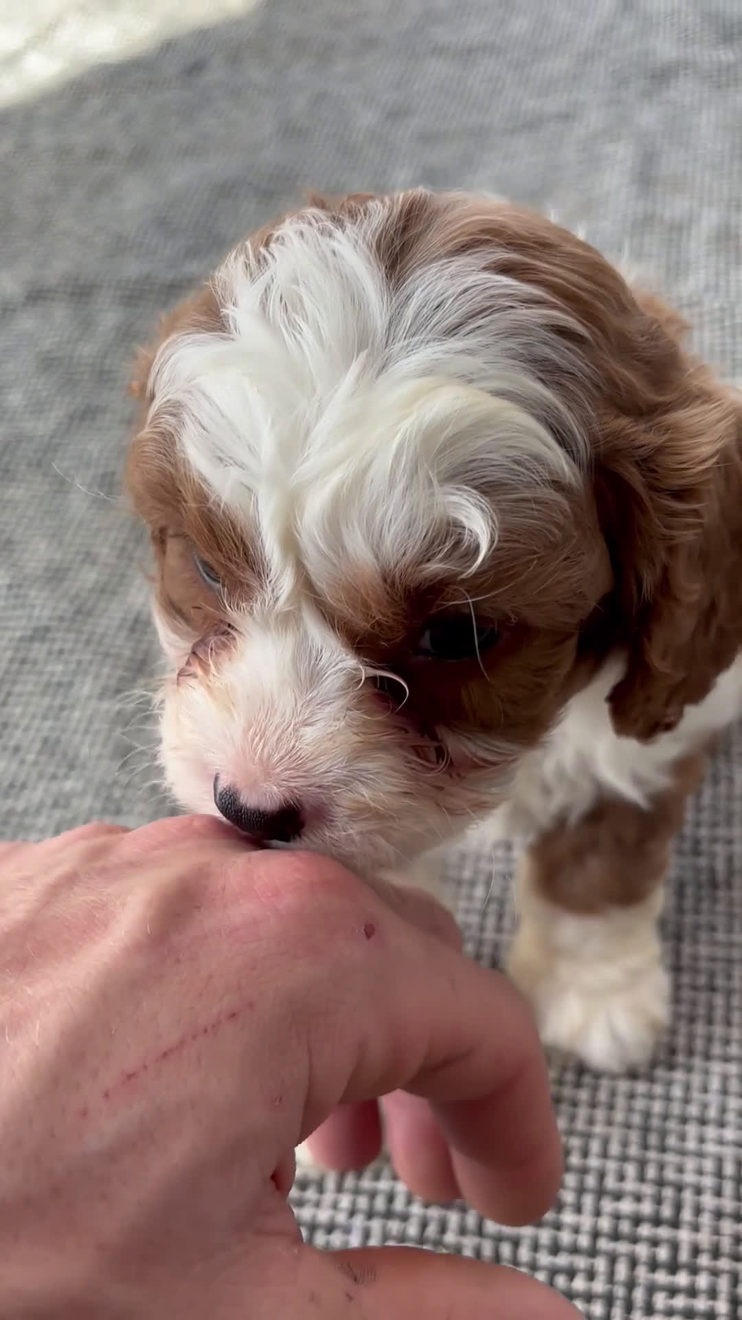 Cavapoo dogs for sale: Sky - Video 2