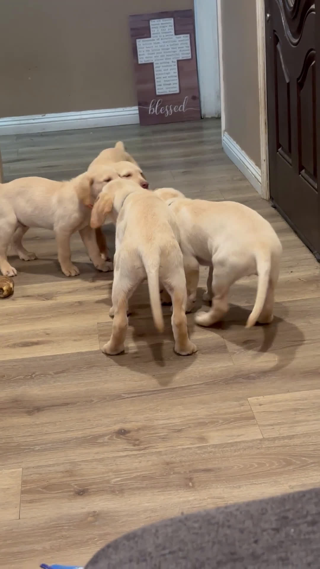 Labrador Retriever dogs for sale: Labrador Retriever Puppy 2 - Video 1