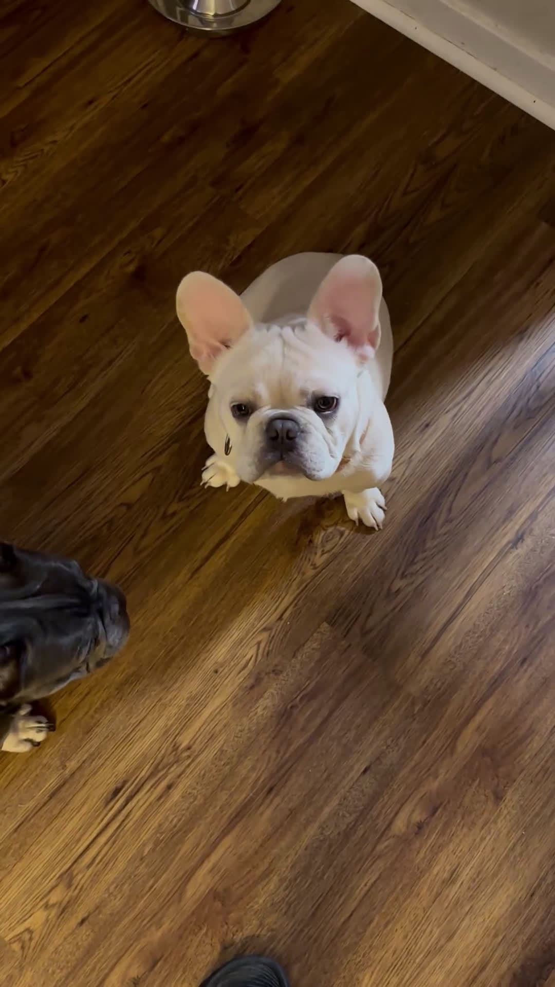 French Bulldog dogs for sale: French Bulldog Puppy 1 - Video 1