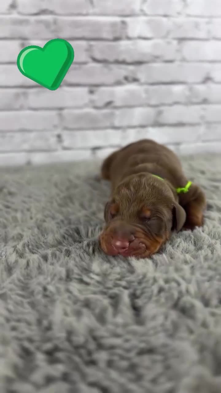 Doberman Pinscher dogs for sale: Phantom's M'VP of the WNBA "A'Ja Wilson""European - Video 1