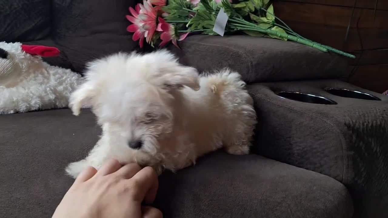 Maltese dogs for sale: Snowden - Video 2