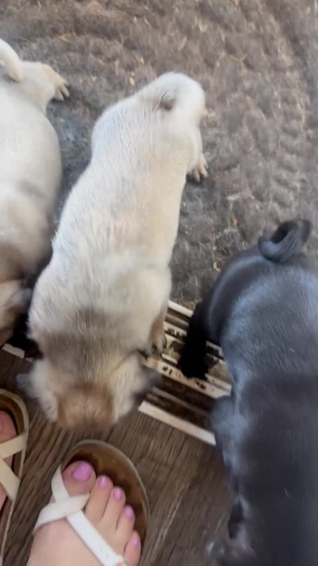 Pug dogs for sale: Pug 2 - Video 1