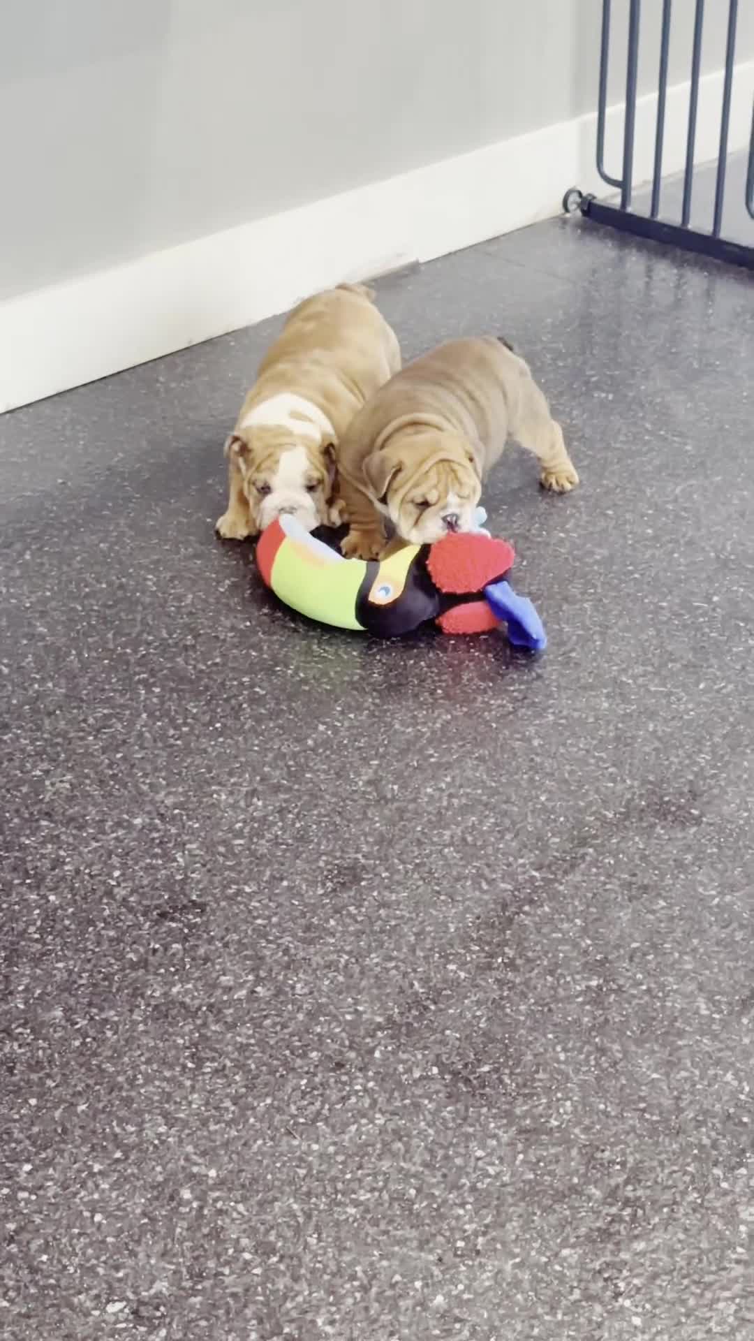 English Bulldog dogs for sale: Pearl AKC - Video 1
