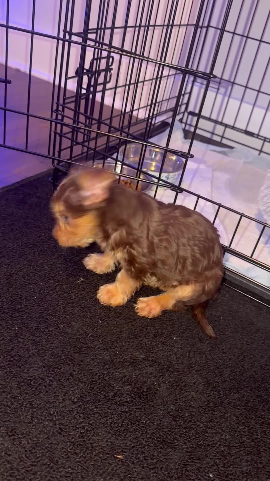 Yorkshire Terrier dogs for sale: Yorkshire Terrier Puppy 4 - Video 1