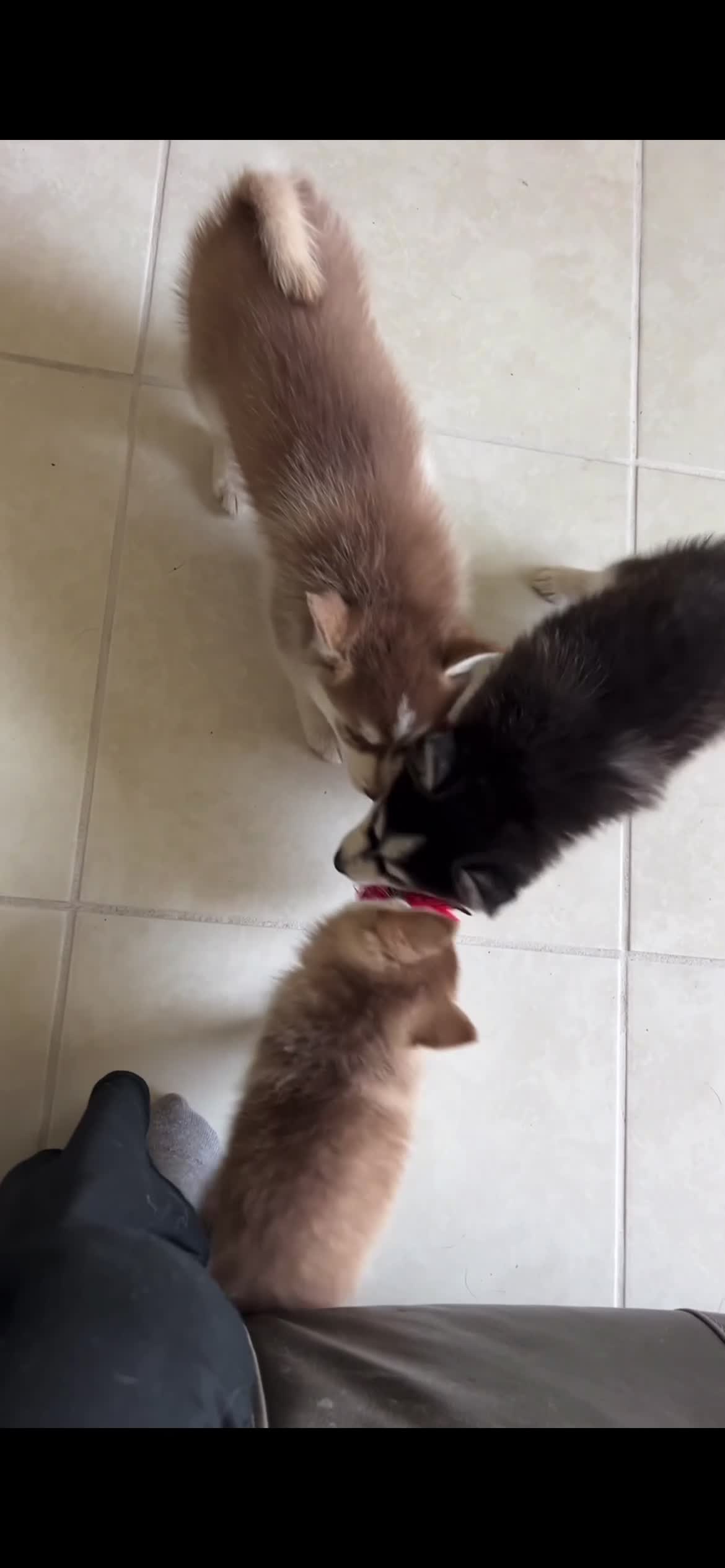 Pomsky dogs for sale: Poppy Teacup/Micro Pomsky - Video 1