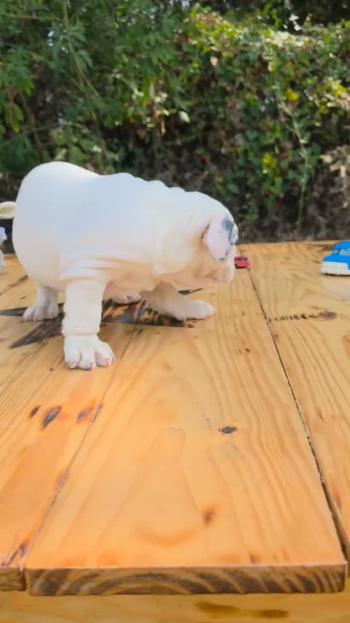 English Bulldog dogs for sale: ALASKA - Video 1