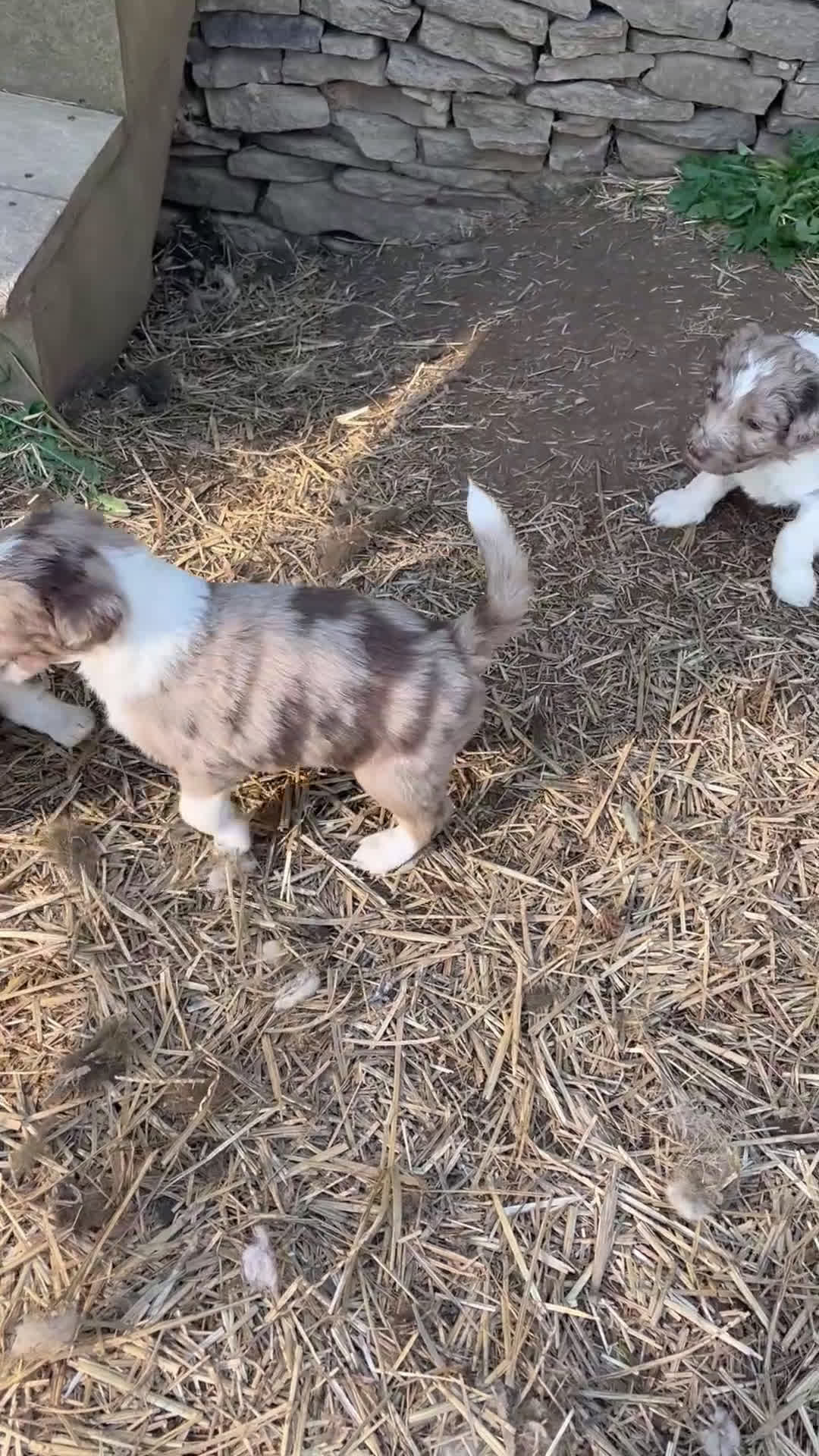 Aussiedoodle dogs for sale: Latigo  - Video 1