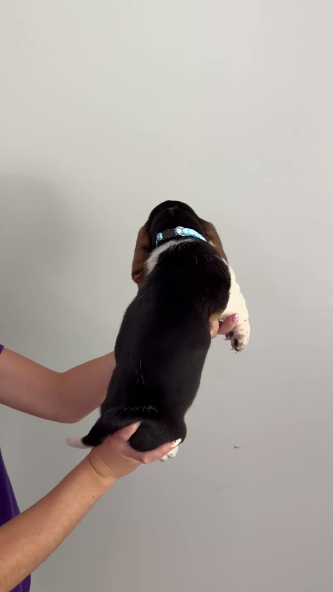 Basset Hound dogs for sale: George - Video 1