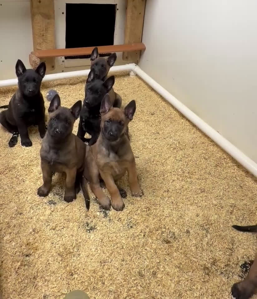 Belgian Malinois dogs for sale: Belgian Malinois Puppy 1 - Video 1