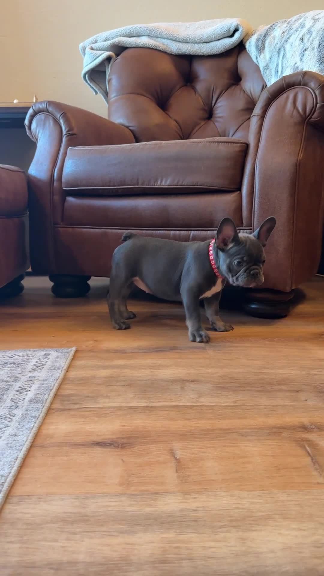 French Bulldog dogs for sale: Birdie  - Video 1