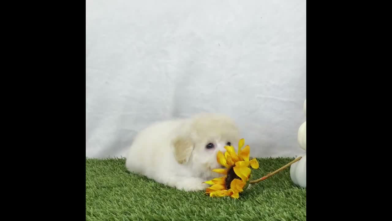 Bichpoo dogs for sale: Kira - Video 1