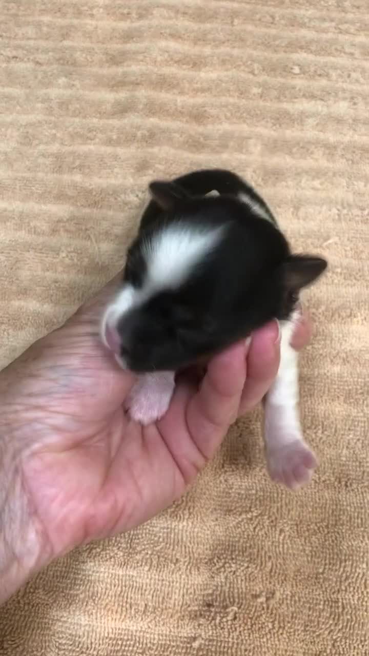 Yorkshire Terrier dogs for sale: Eli parti - Video 1
