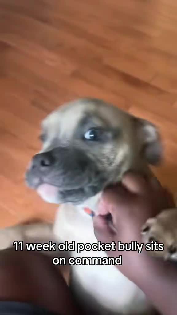 American Bully dogs for sale: Sinna - Video 1