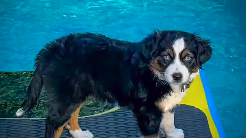 Toy Australian Shepherd dogs for sale: Toy Australian Shepherd 1 - Video 2