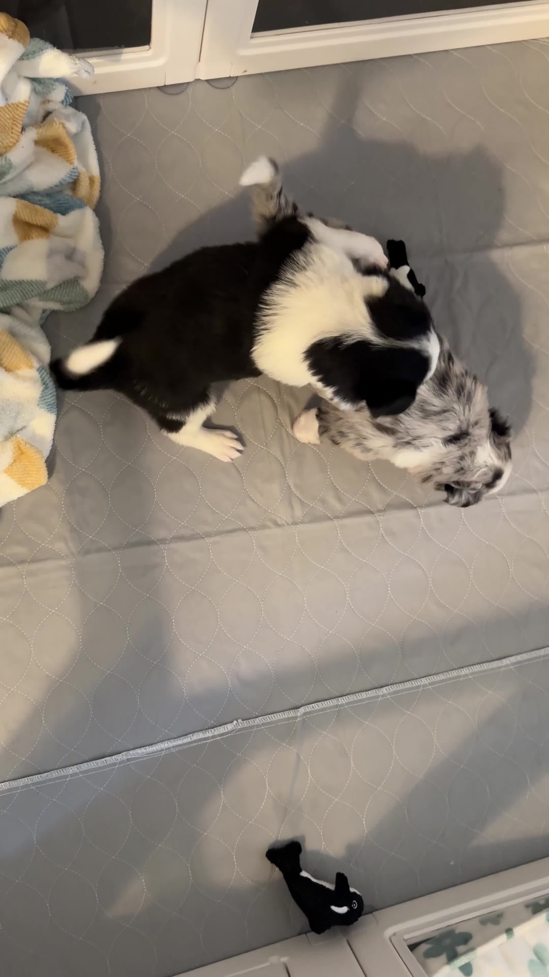 Border Collie dogs for sale: Border Collie 1 - Video 1