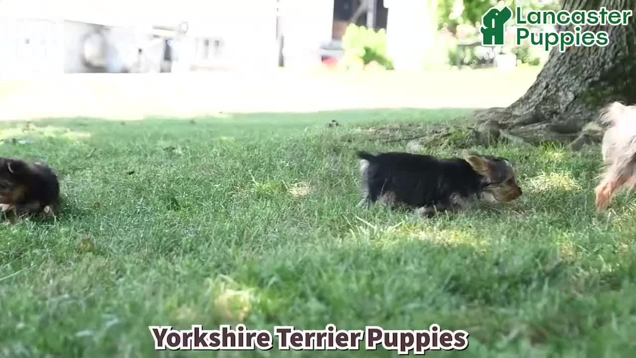 Yorkshire Terrier dogs for sale: Bailey - Video 1