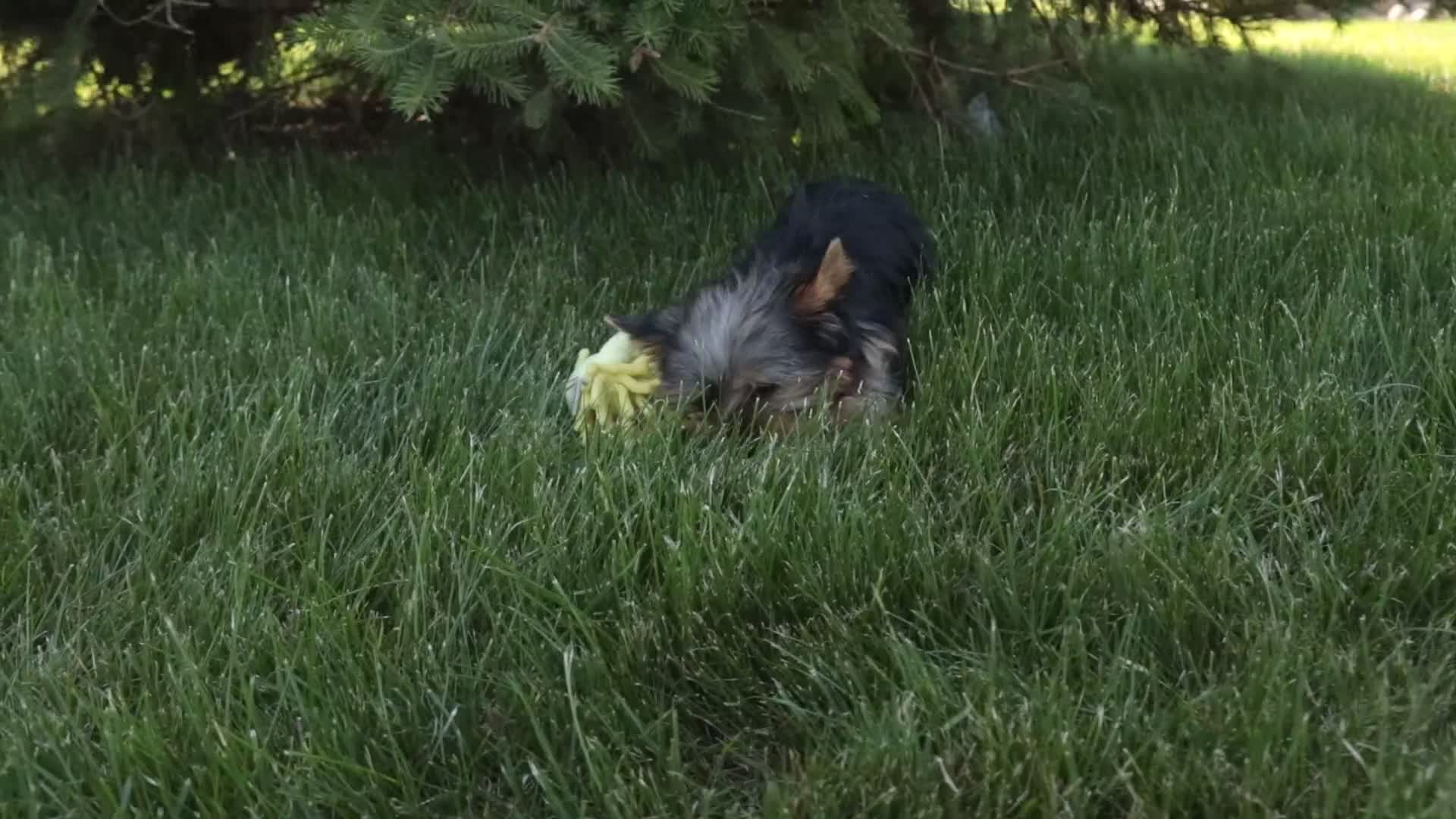 Yorkshire Terrier dogs for sale: Aspen - Video 1