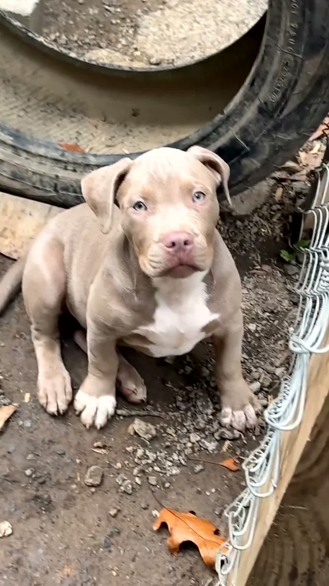 American Bully dogs for sale: GRAM - Video 1