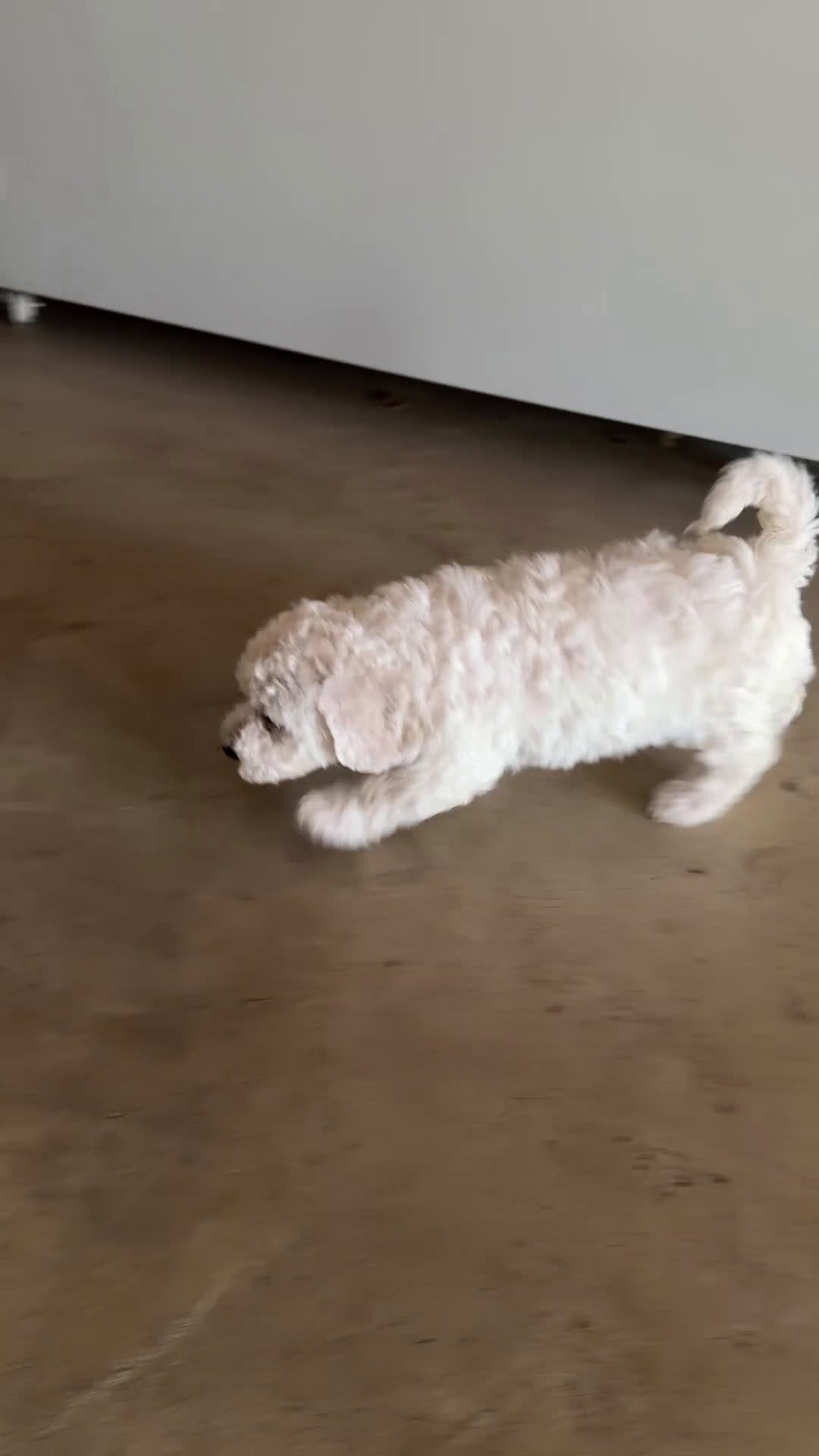 Bichon Frise dogs for sale: Stella - Video 1