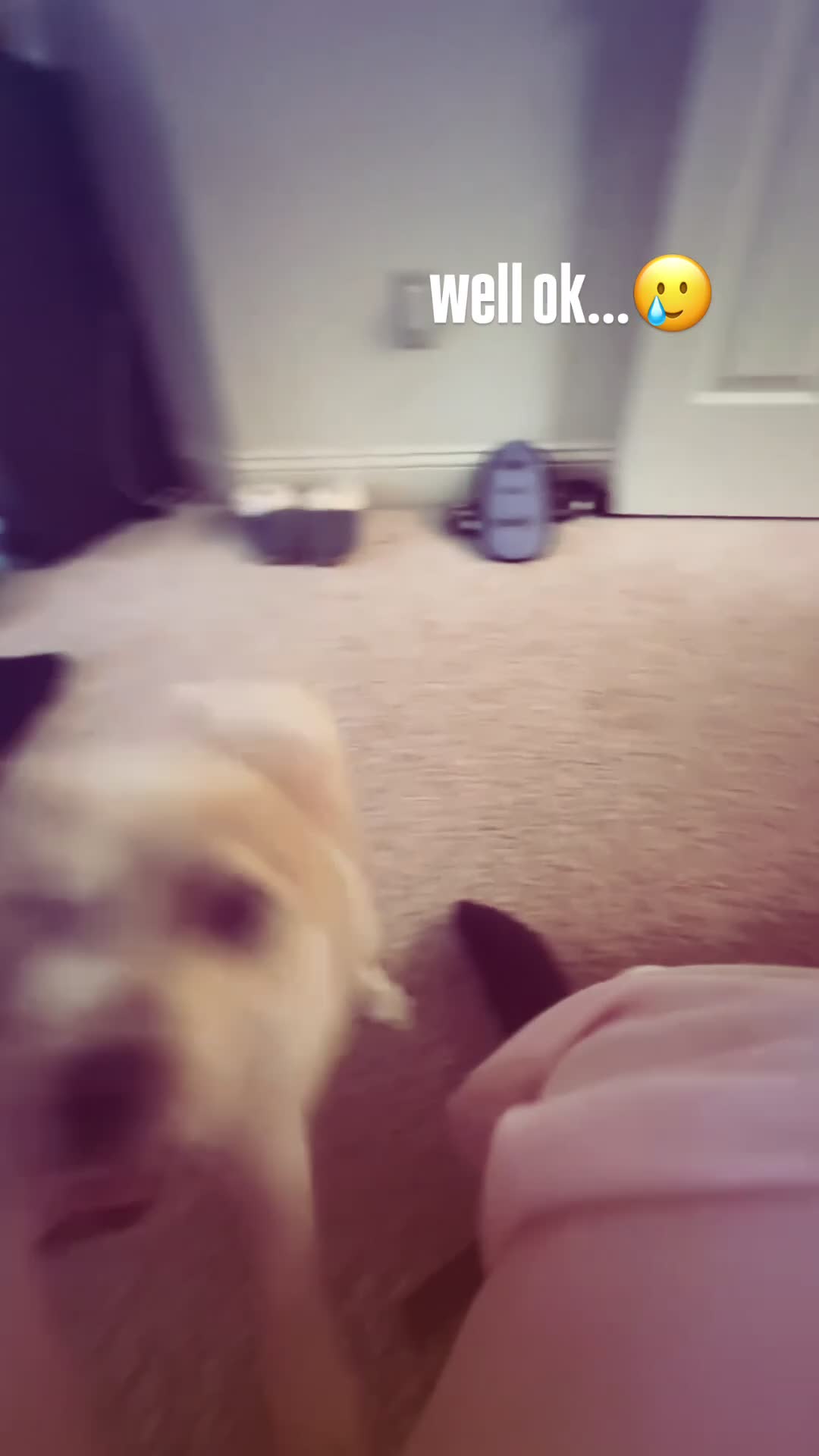 Shorkie dogs for sale: chowder - Video 1
