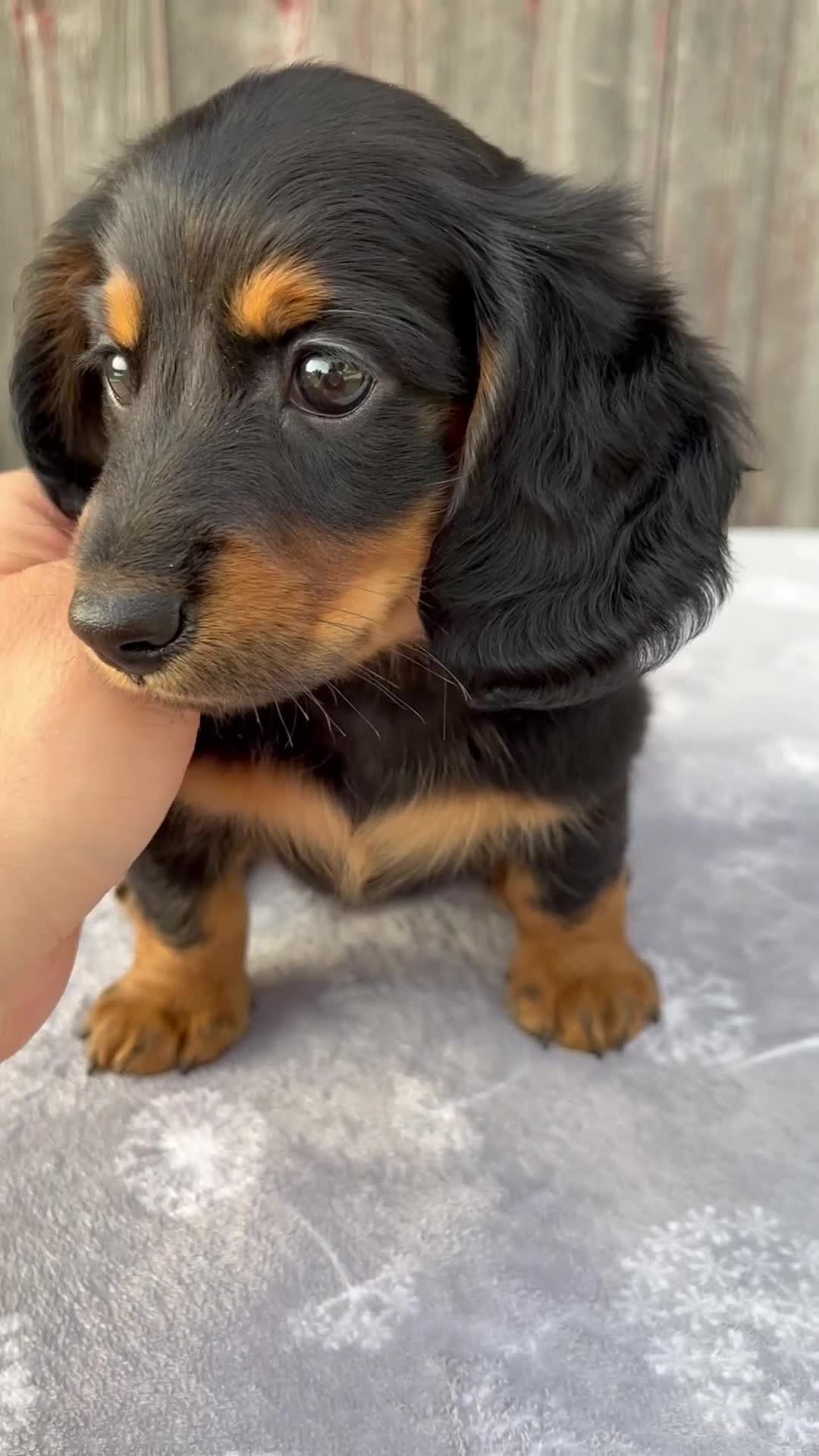 Miniature Dachshund dogs for sale: Murphy - Video 1