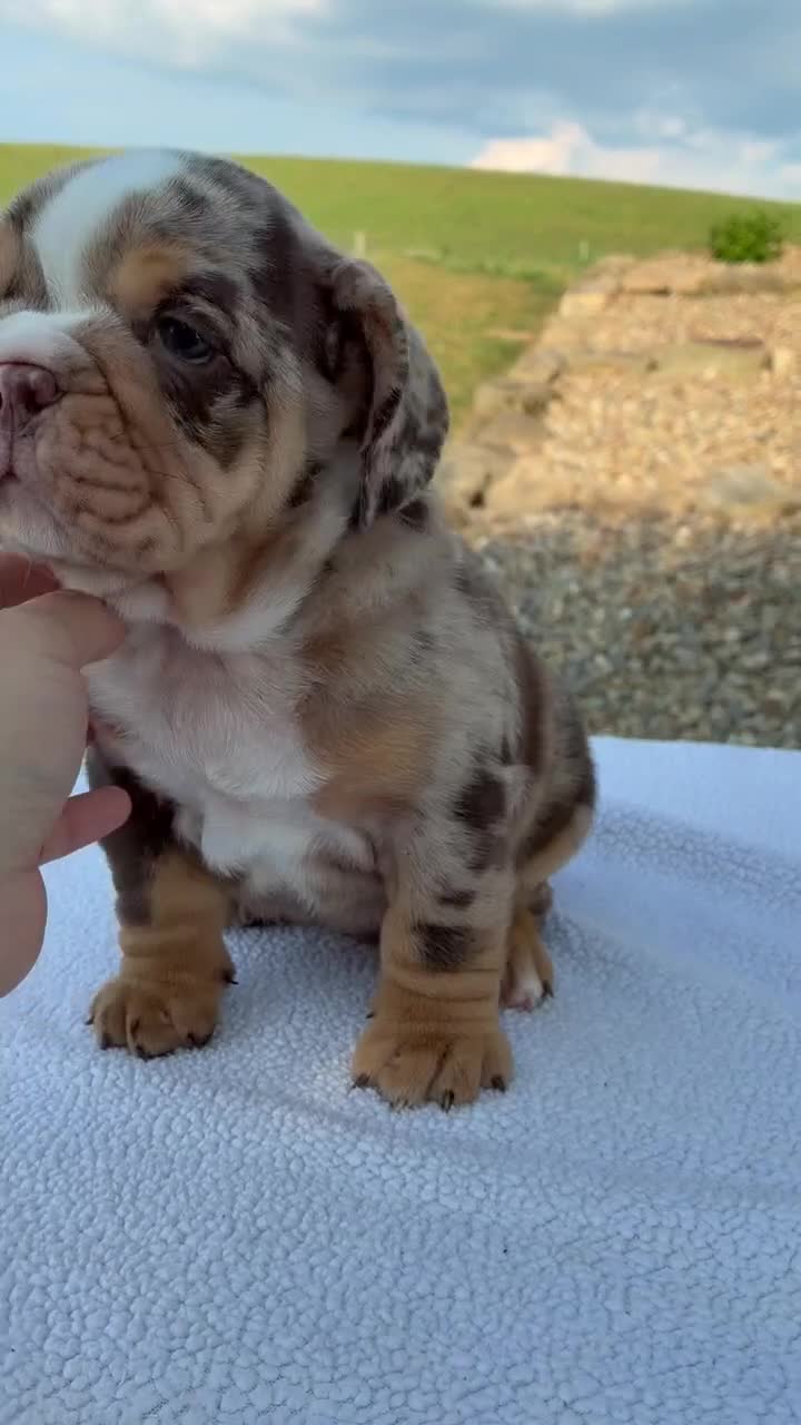 Beabull dogs for sale: Teddy - Video 1