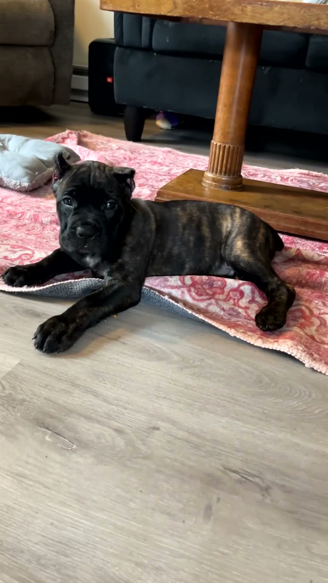 Cane Corso dogs for sale: Cane Corso 1 - Video 1