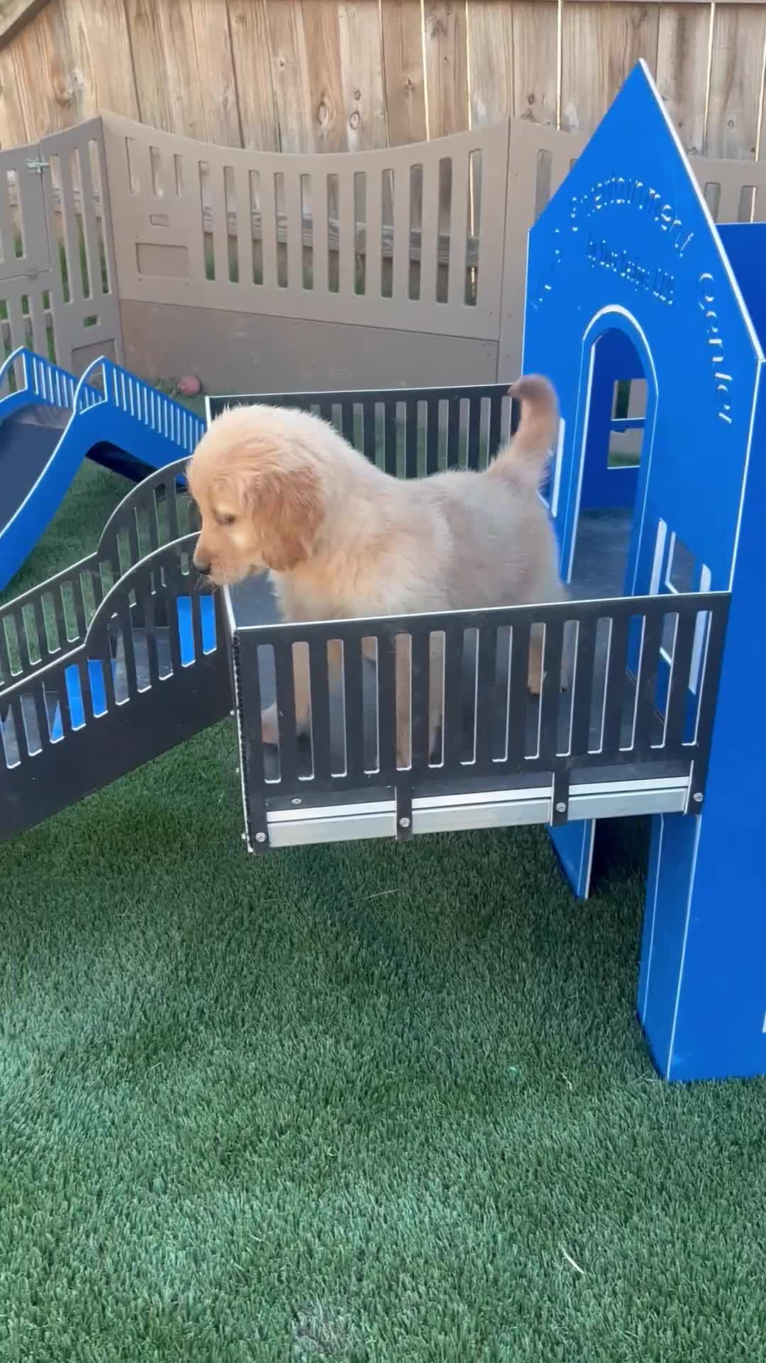 Golden Retriever dogs for sale: Nella - Video 1