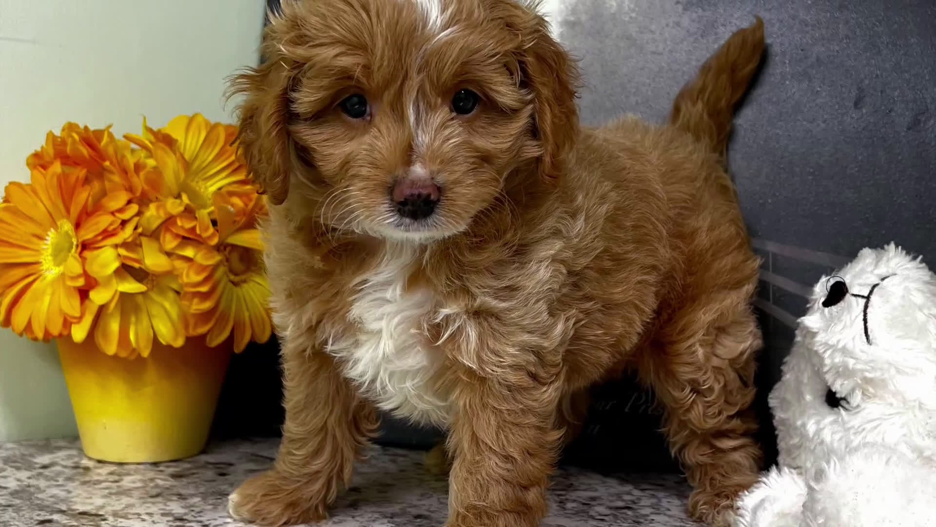 Mini Goldendoodle dogs for sale: Kilo (Miniature Boy) - Video 1