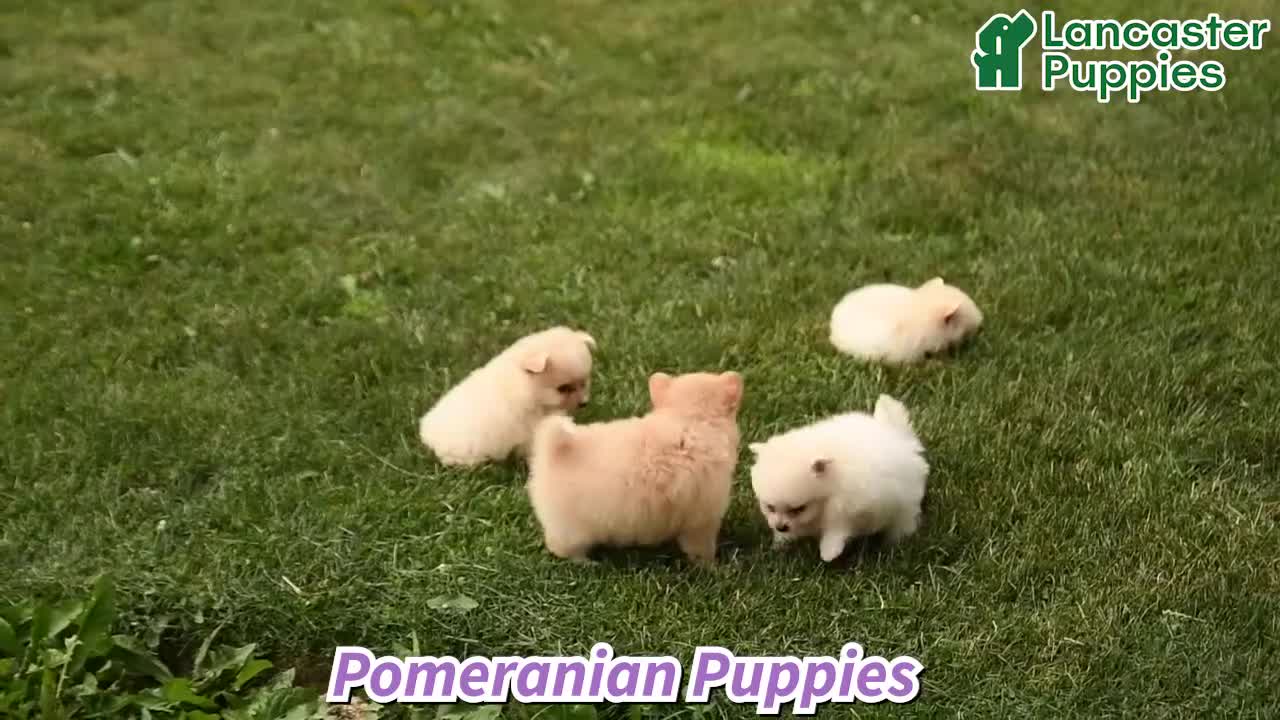 Pomeranian dogs for sale: Charlie - Video 1