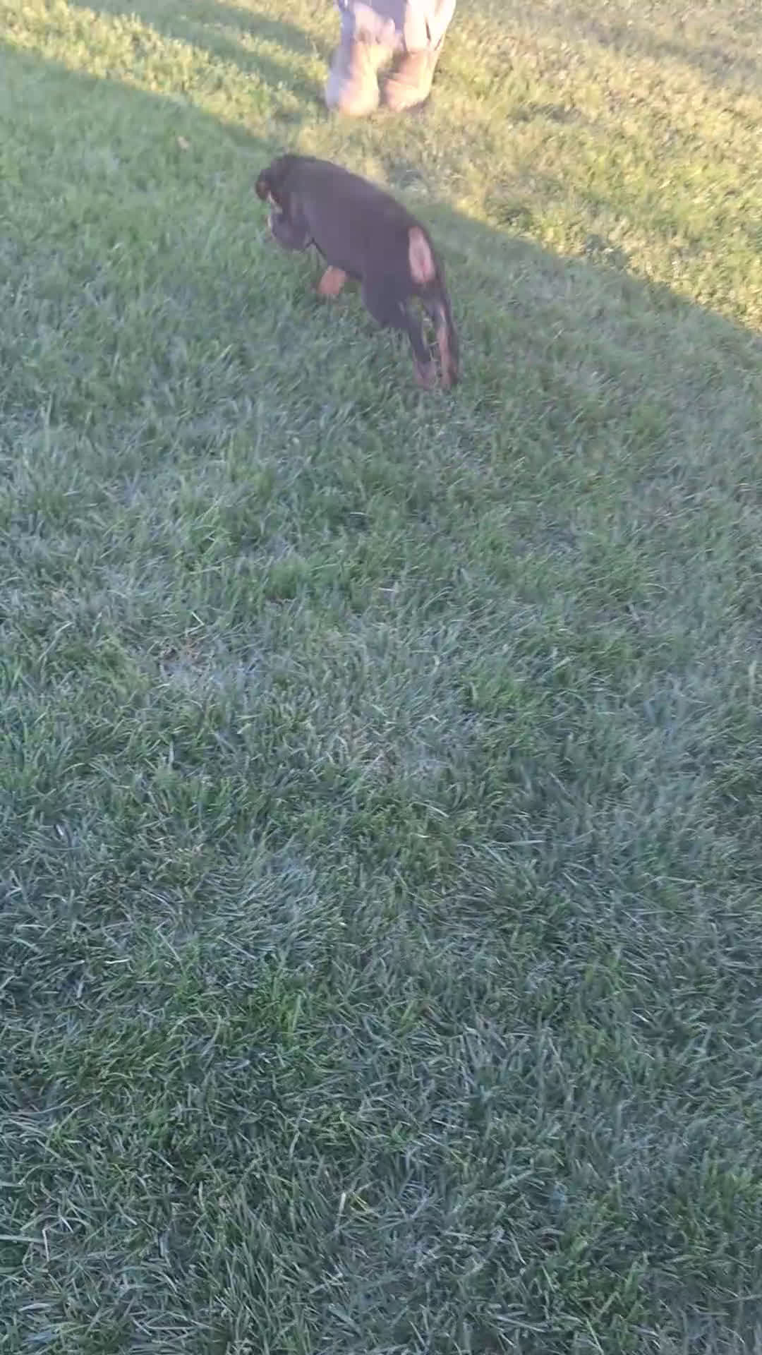 Mixed Breed dogs for sale: Jane - Video 1