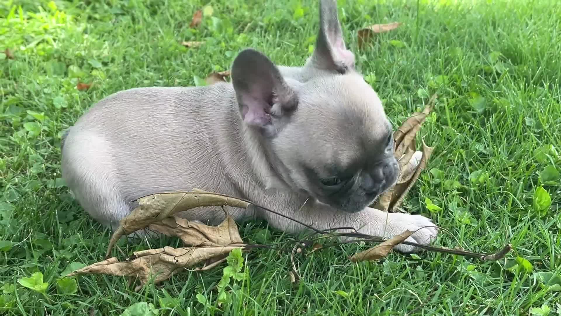 French Bulldog dogs for sale: Ruby - Video 1