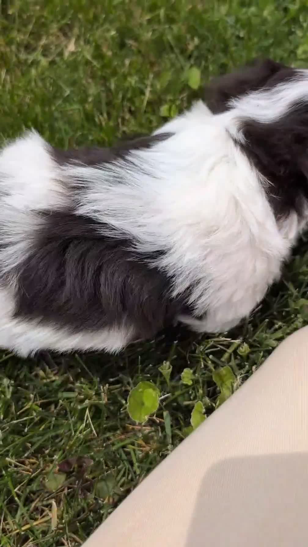 Havanese dogs for sale: Namor - Video 1