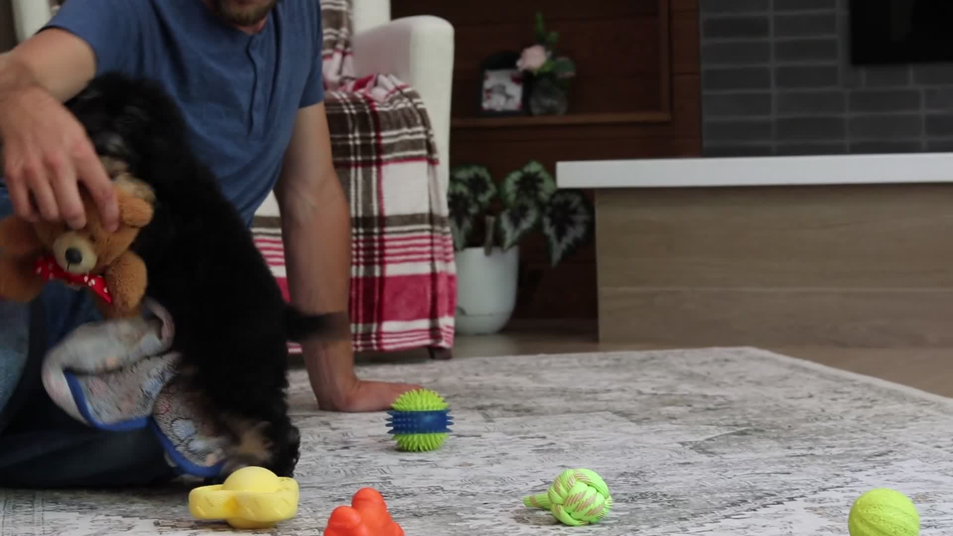 Miniature Poodle dogs for sale: Axel - Video 1
