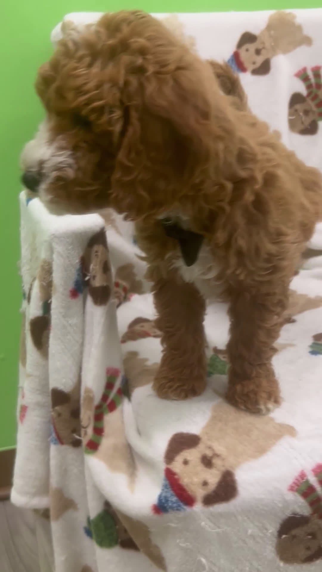 Mini Goldendoodle dogs for sale: Tank  - Video 1