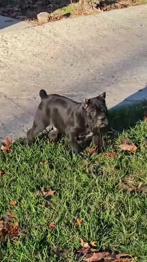 Cane Corso dogs for sale: ZEUS - Video 1