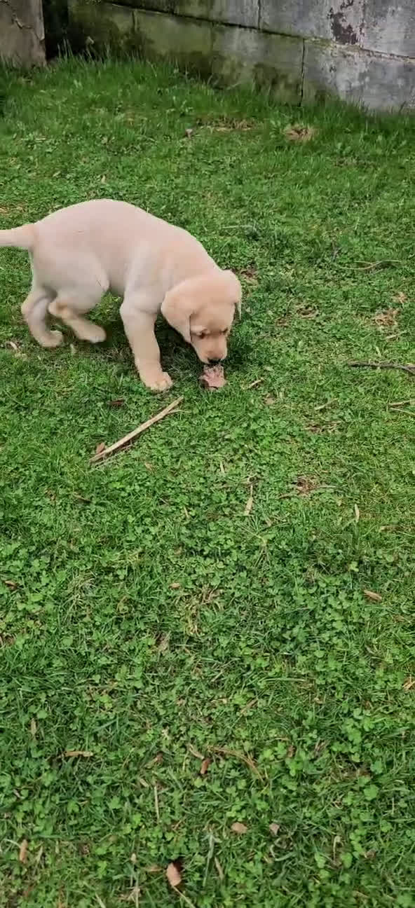 Labrador Retriever dogs for sale: Tanner  - Video 1